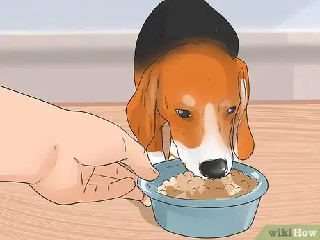 Image titled Treat Epilepsy in Beagles Step 5