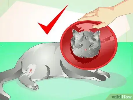 Image titled Treat an Abscess on a Cat Step 11