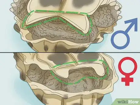 Image titled Tell If a Turtle Is Male or Female Step 3