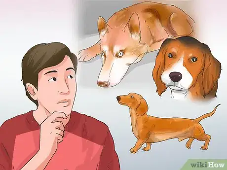 Image titled Treat Epilepsy in Beagles Step 11