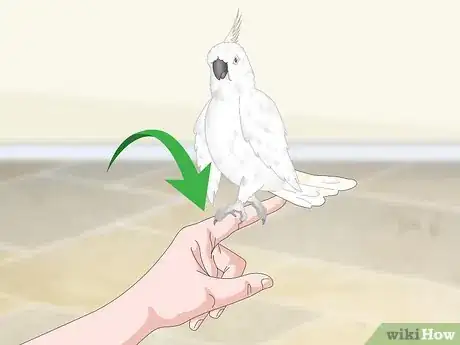 Image titled Bond with a Cockatoo Step 12