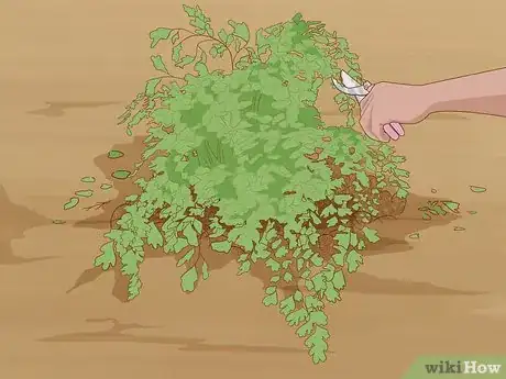 Image titled Grow a Maidenhair Fern Step 13