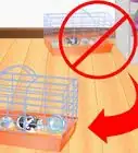 Clean a Guinea Pig Cage