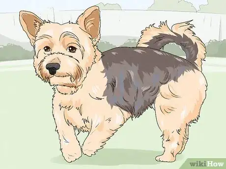 Image titled Identify a Yorkshire Terrier Step 6