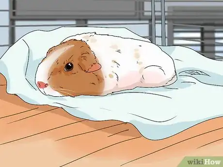 Image titled Neuter a Guinea Pig Step 10