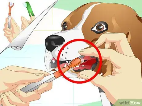 Image titled Care for Beagles Step 11