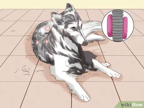 Image titled Diagnose and Treat Your Dog's Itchy Skin Problems Step 12