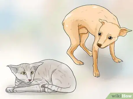 Image titled Make Your Dog Like Your Cat Step 3