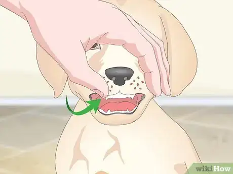 Image titled Get Your Dog to Take Its Medicine Step 12