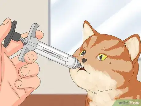 Image titled Diagnose and Treat Horner's Syndrome in Cats Step 8