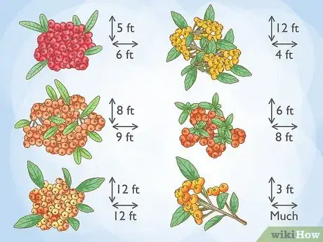 Image titled Plant Pyracantha Step 1