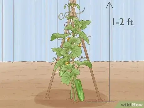 Image titled Prune Cucumber Plants Step 1