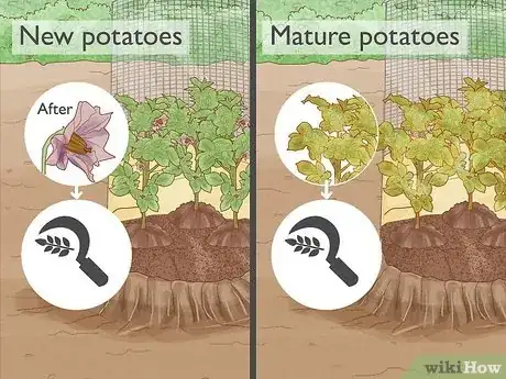 Image titled Grow Potatoes in a Wire Cage Step 13