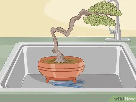 Image titled Water a Bonsai Tree Step 12