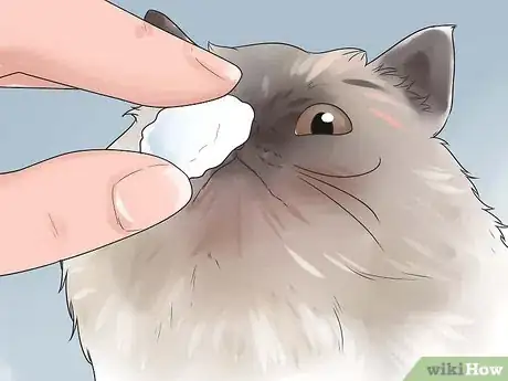 Image titled Help Your Cat Breathe Easier Step 11