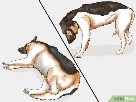 Image titled Spot Signs of Muscle Loss in Dogs Step 10