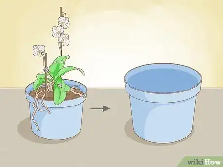 Image titled Care for Mini Orchids Step 10