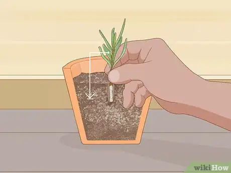 Image titled Grow Lavender from Cuttings Step 10