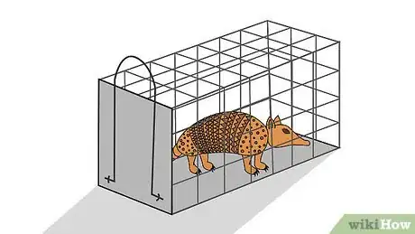 Image titled Get Rid of Armadillos Step 4