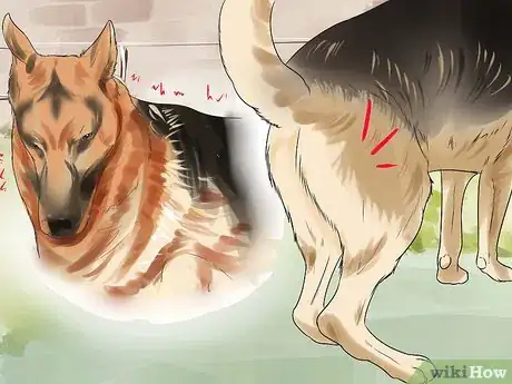 Image titled Diagnose Dysplasia in German Sheperds Step 1