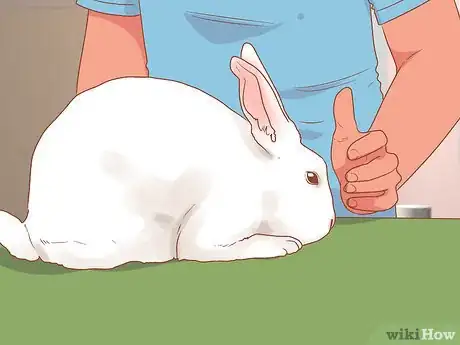 Image titled Show Rabbits Step 10