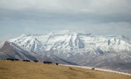 Image titled Where cattle feed