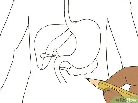 Image titled Draw a Model of the Digestive System Step 7