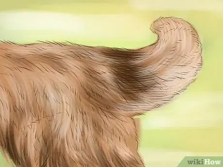 Image titled Identify an Australian Shepherd Step 8