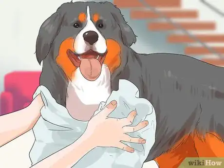 Image titled Groom a Bernese Mountain Dog Step 14