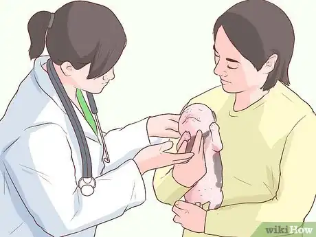 Image titled Treat Newborn Puppies with Edema (Water Puppies) Step 5