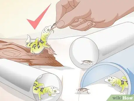 Image titled Care for a Leopard Gecko Egg Step 12