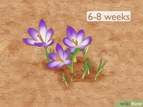 Image titled Grow Saffron Step 10