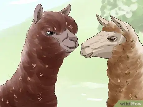 Image titled Care for a Llama Step 1