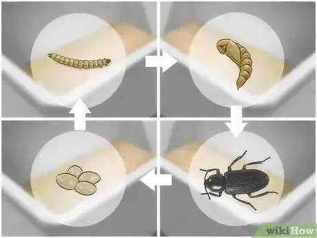 Image titled Care for Mealworms Step 7