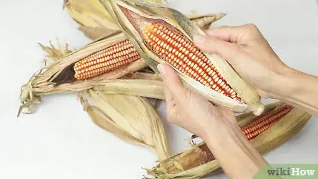 Image titled Dry Corn Cobs Step 9