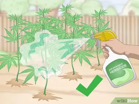 Image titled Grow Hemp Step 6