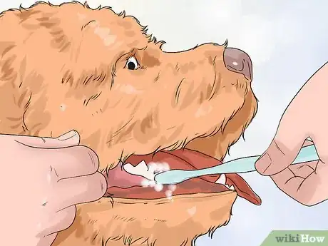 Image titled Groom a Long Fleece Coated Labradoodle Step 17