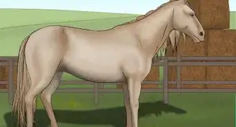 Distinguish Horse Color by Name