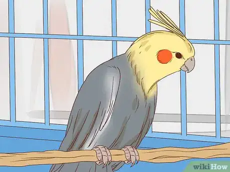 Image titled Buy a Pet Cockatiel Step 9