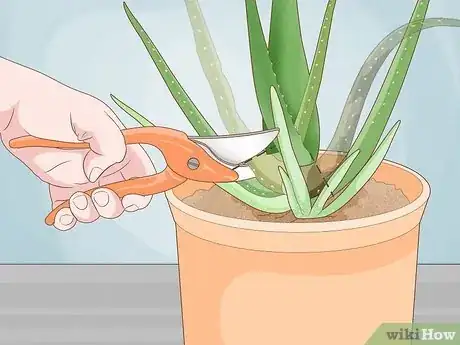 Image titled Care for Your Aloe Vera Plant Step 7