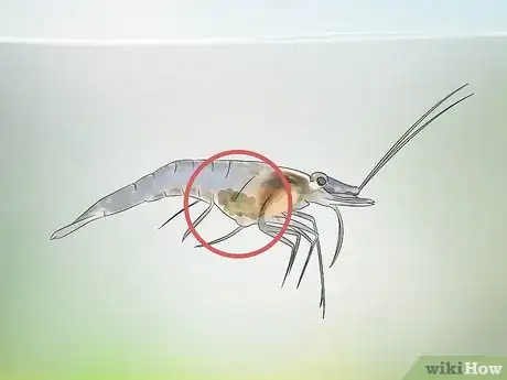 Image titled Breed Ghost Shrimp Step 15