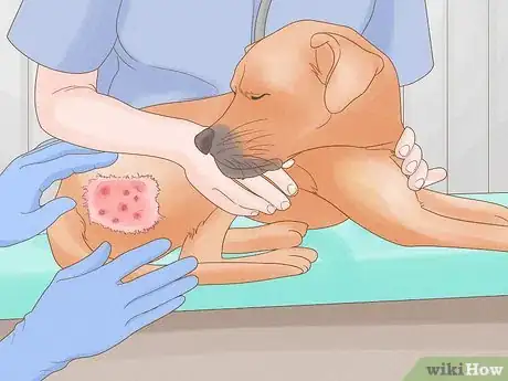 Image titled Diagnose and Treat Your Dog's Itchy Skin Problems Step 21