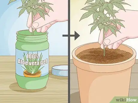 Image titled Clone a Marijuana Plant Without Rooting Hormone Step 3