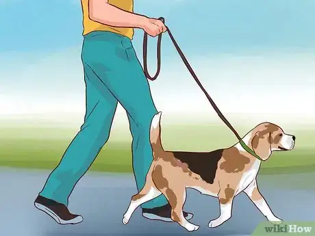 Image titled Train Beagles Step 2