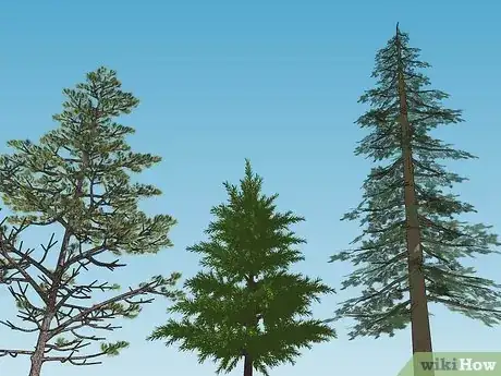 Image titled Plant Pine Trees Step 1