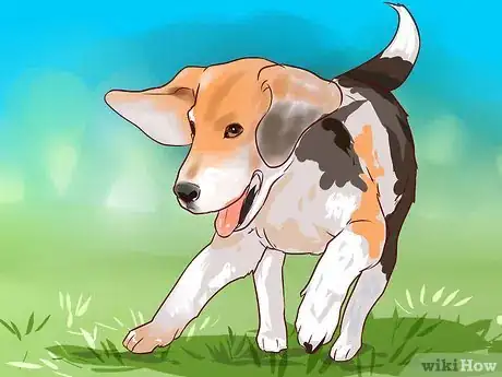 Image titled Train Beagles Step 1