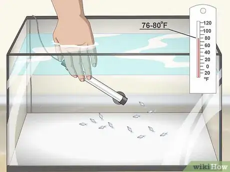 Image titled Care for Baby Guppies Step 6