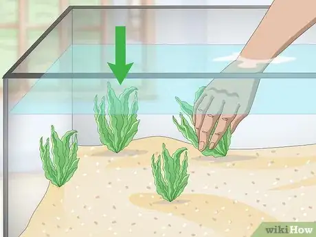 Image titled Set up a Tropical Freshwater Aquarium Step 7