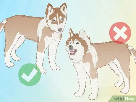 Image titled Breed Husky Dogs Step 2