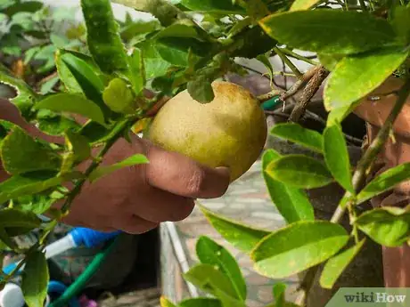 Image titled Ripen Lemons Step 14